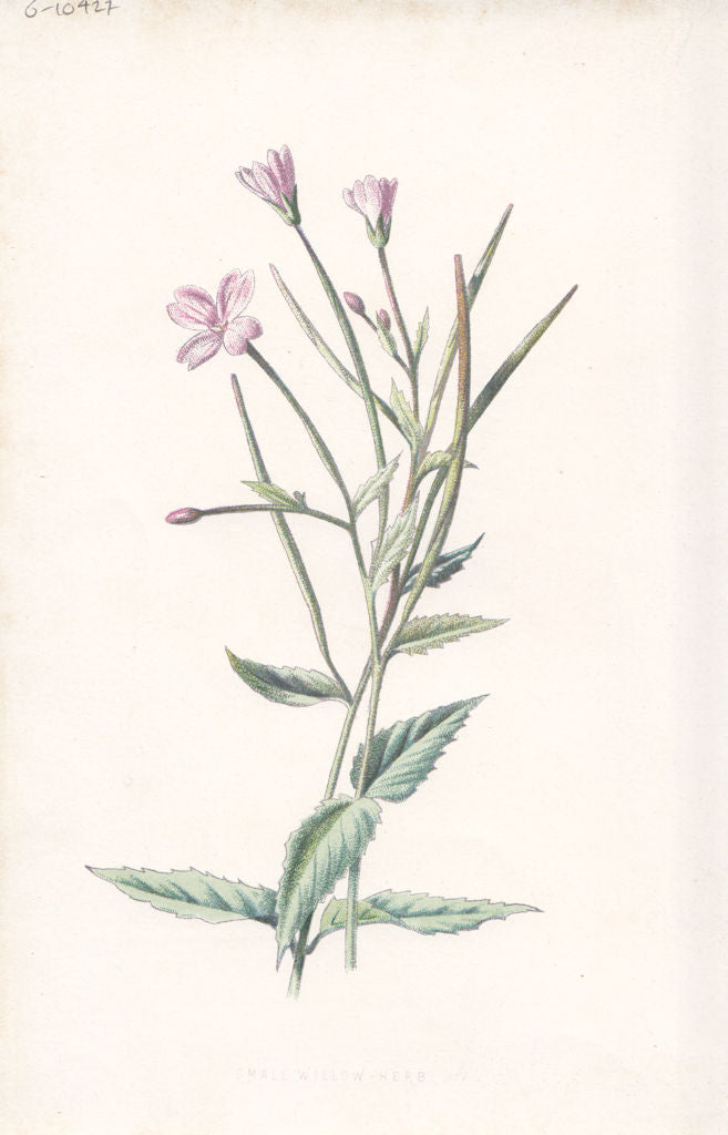 FLOWERS. Small Willow-Herb c1895 old antique vintage print picture